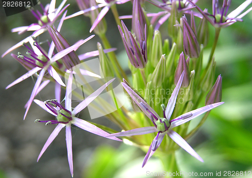 Image of The lilac blossoms of a persian onion