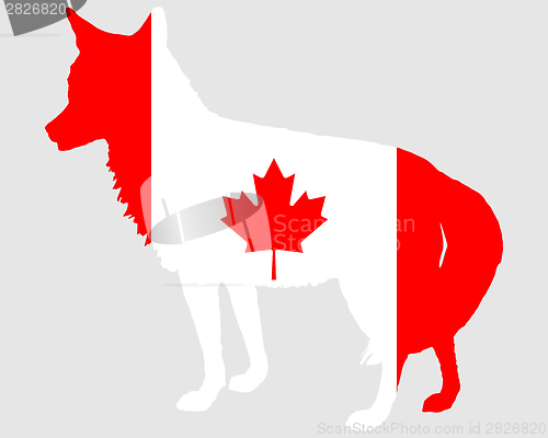 Image of Coyote Canada