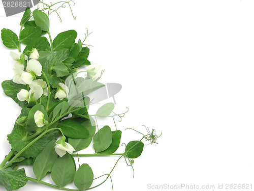 Image of White blooms of a snow pea on white background