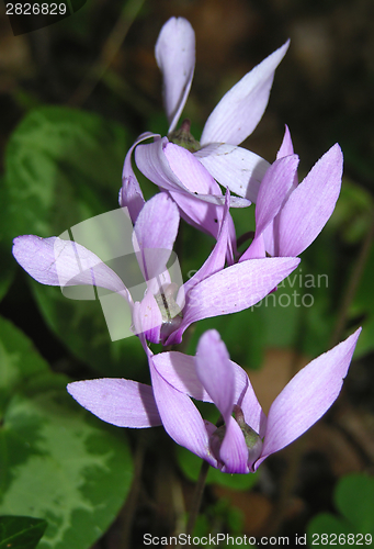 Image of The close-up view on a lilac Cyclamen 