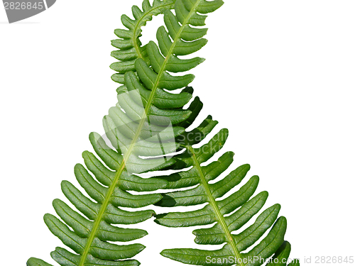 Image of Two green crossed frond ferns as background