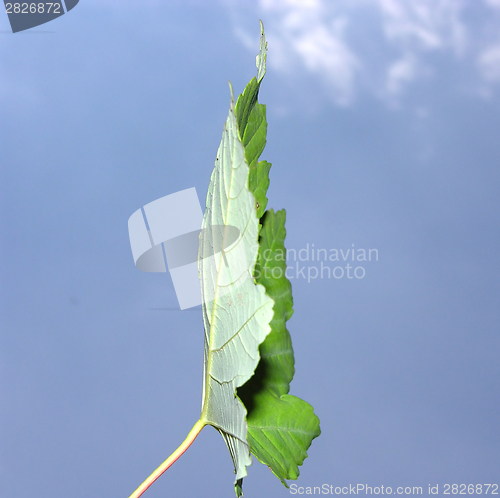 Image of Maple leaf on the side in front of light blue sky with white clouds