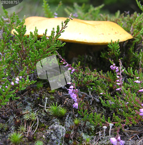 Image of Mushroom on the bottom of the wood between heather