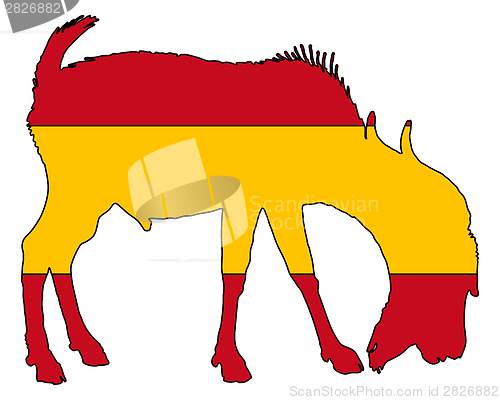 Image of Spanish he-goat