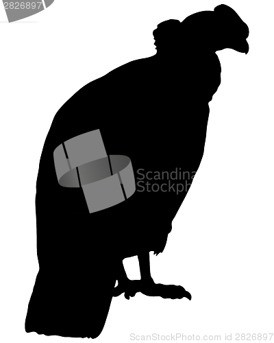 Image of Condor Silhouette