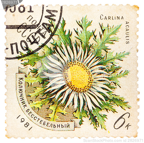 Image of Stamp printed in USSR shows a Carlina acaulis