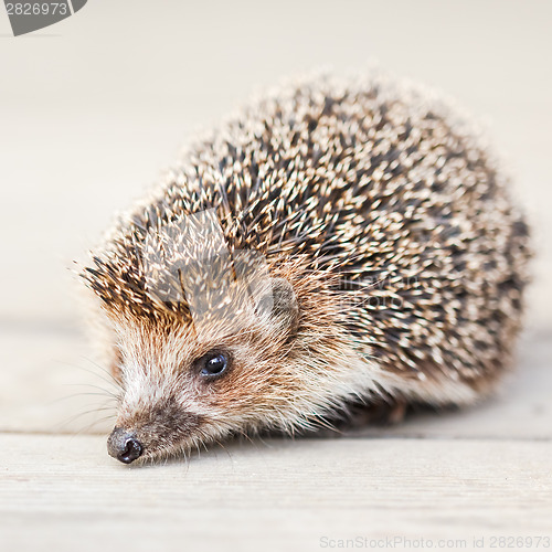 Image of Hedgehog