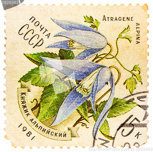 Image of Stamp printed in USSR (CCCP, soviet union) shows alpine bluebell