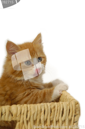 Image of Kitten in basket