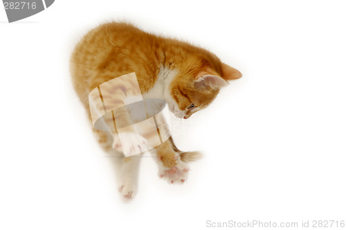 Image of Jumping kitten