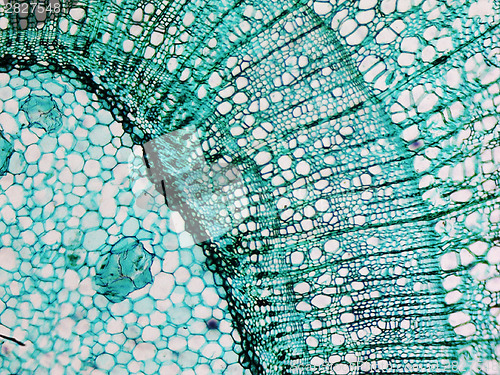 Image of Pine Wood micrograph
