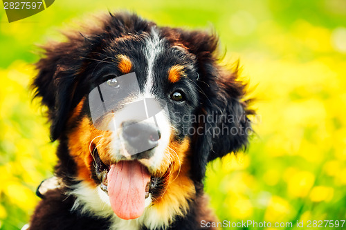 Image of Bernese Mountain Dog (Berner Sennenhund) Puppy