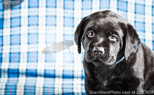 Image of Beautiful Black Labrador Puppy Dog