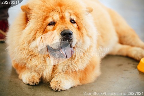 Image of Brown Chines chow chow dog 