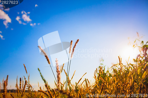 Image of Dry Red Grass Field