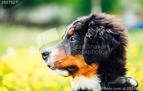 Image of Bernese Mountain Dog (Berner Sennenhund) Puppy