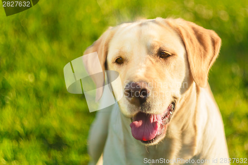 Image of Young Labrador