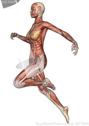 Image of Female Anatomy Figure