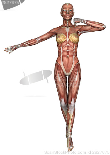 Image of Female Anatomy Figure