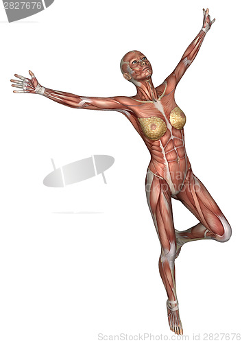 Image of Female Anatomy Figure