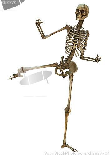 Image of Human Skeleton