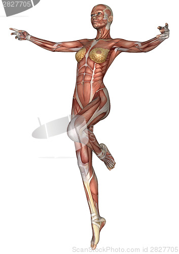 Image of Female Anatomy Figure