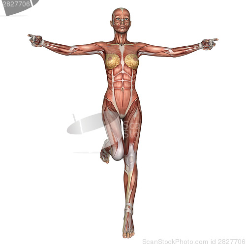 Image of Female Anatomy Figure