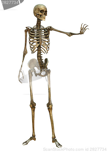 Image of Human Skeleton