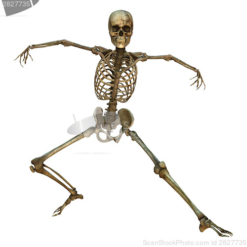 Image of Human Skeleton