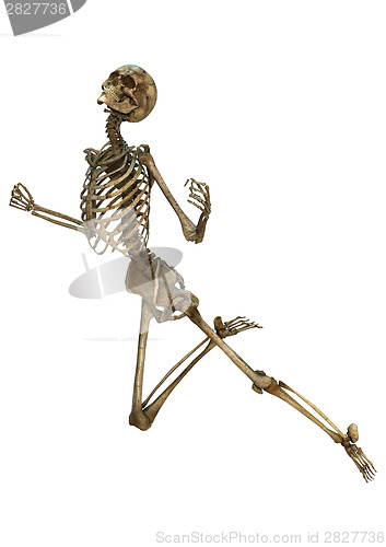 Image of Human Skeleton