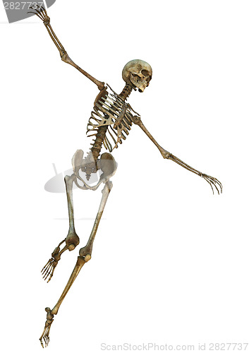 Image of Human Skeleton