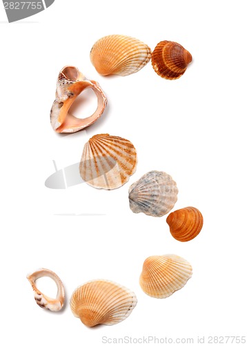 Image of Letter S composed of seashells
