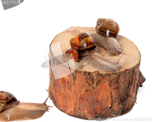 Image of Snails on pine-tree stump