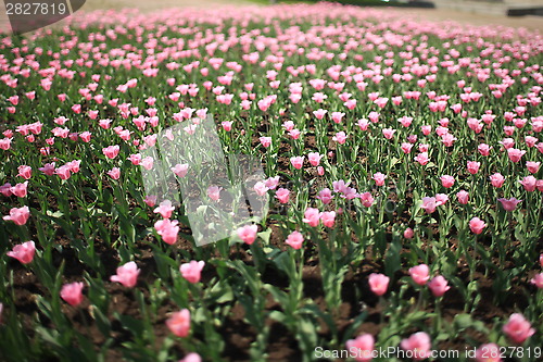 Image of Infinite field of pink tulips