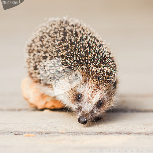 Image of Hedgehog