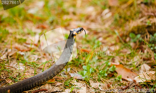 Image of Grass-snake, adder in early spring