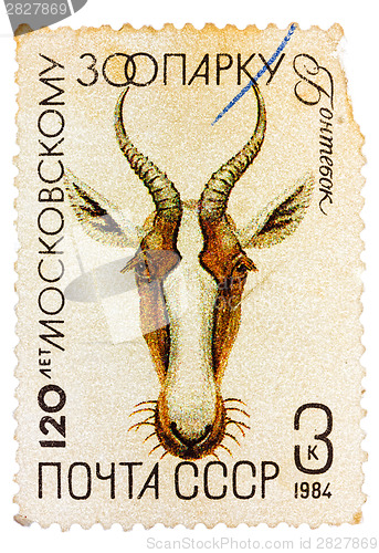 Image of Postal stamp printed in USSR shows a Gazelle