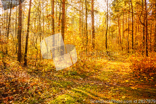 Image of Colorful Autumn Trees In Forest