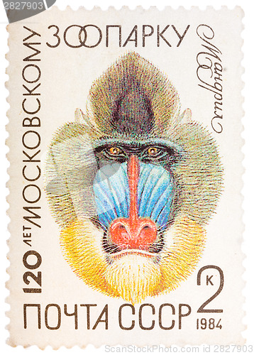 Image of Postal stamp printed in USSR shows a Mandrill, series 120 annive