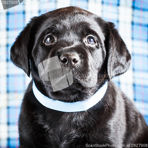 Image of Beautiful Black Labrador Puppy Dog