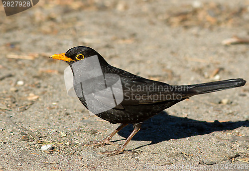 Image of Blackbird