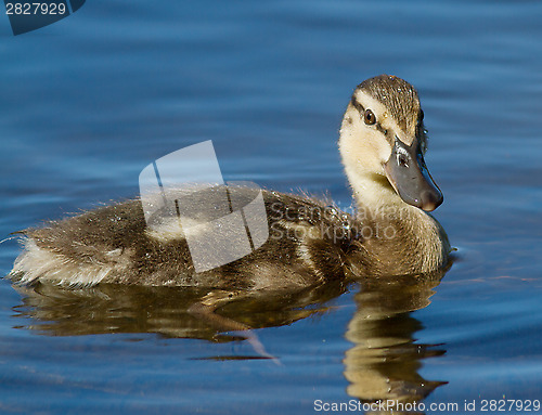 Image of Duckling