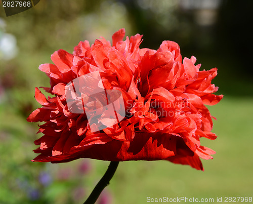 Image of Red peony poppy 