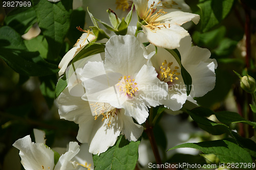 Image of White Mock Orange flowers