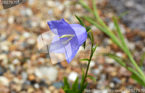 Image of Blue campanula flower head