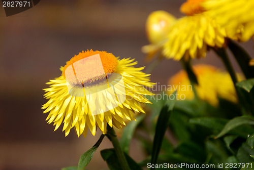 Image of Yellow paper daisy flowers