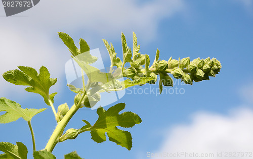 Image of Hollyhock flower stem against the sky