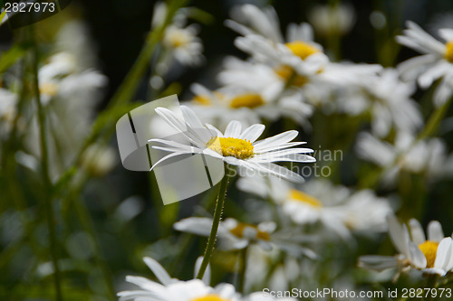 Image of Daisy blooms