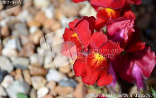 Image of Red snapdragon flowers