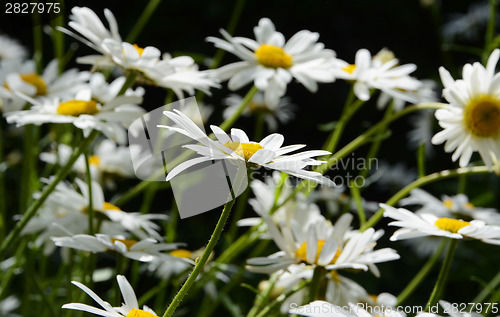 Image of Sea of daisy flowers